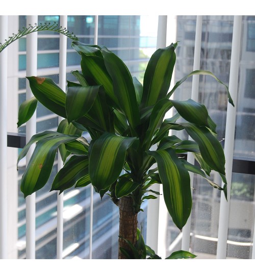 Dracaena - Indoor Plant With Bamboo Planter
